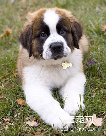 圣伯纳犬