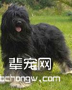 葡萄牙牧羊犬