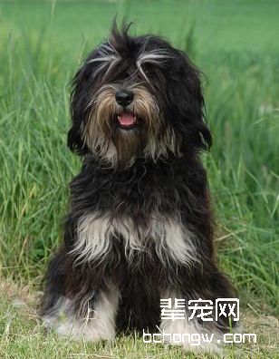 葡萄牙牧羊犬