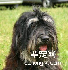 葡萄牙牧羊犬