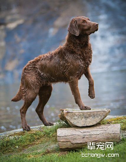 切萨皮克海湾寻回犬