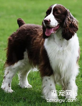 英国史宾格犬