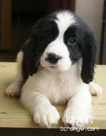 英国史宾格犬