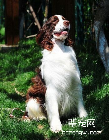 英国史宾格犬