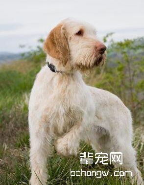 意大利史宾诺犬