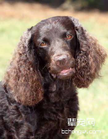美国水猎犬