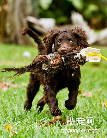 美国水猎犬