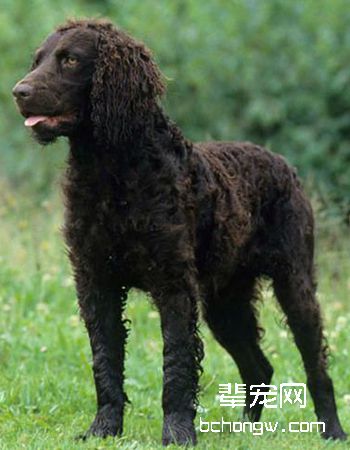美国水猎犬