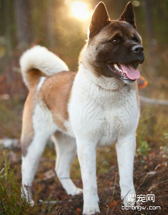日本秋田犬