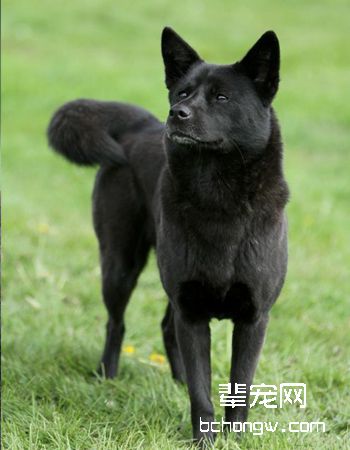 舒伯齐犬