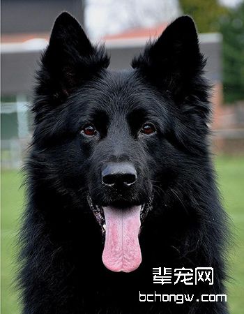 舒伯齐犬