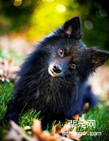 舒伯齐犬
