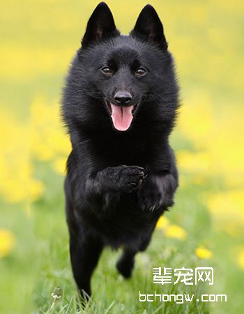 舒伯齐犬