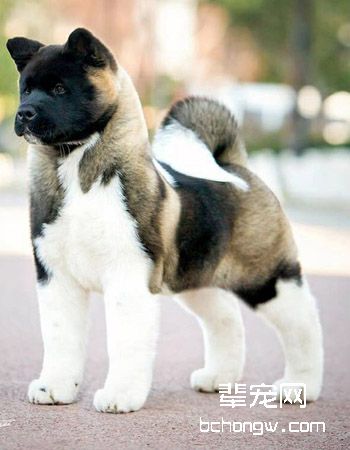 美系秋田犬