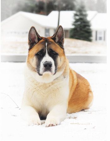 美系秋田犬