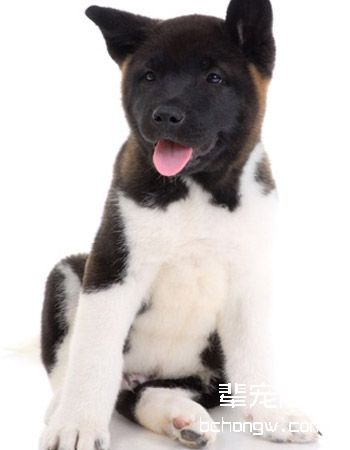 美系秋田犬