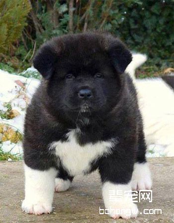 美系秋田犬