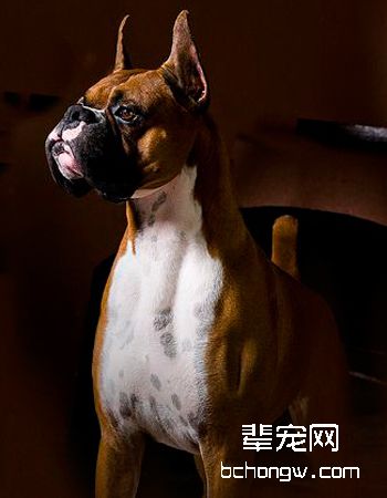 拳师犬