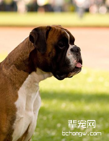 拳师犬