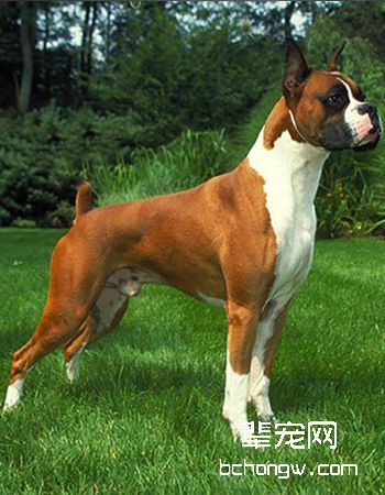 拳师犬