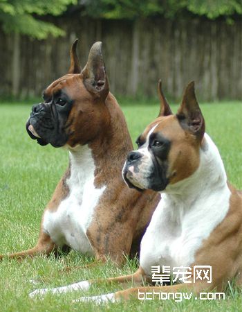 拳师犬