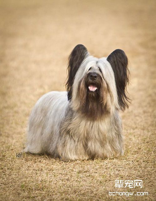 斯凯梗犬