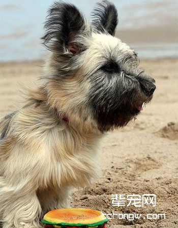 斯凯梗犬