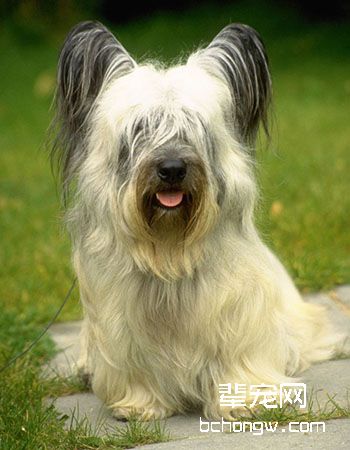 斯凯梗犬
