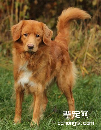 斯科舍诱鸭寻回犬