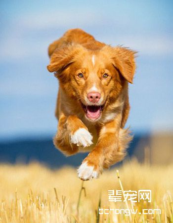 斯科舍诱鸭寻回犬