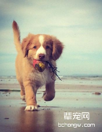 斯科舍诱鸭寻回犬