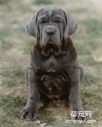 纽波利顿獒犬