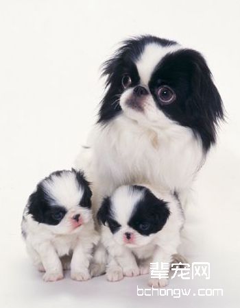 日本狆犬