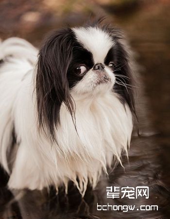 日本狆犬
