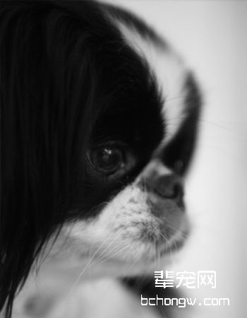 日本狆犬