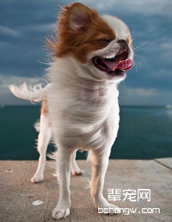 日本狆犬