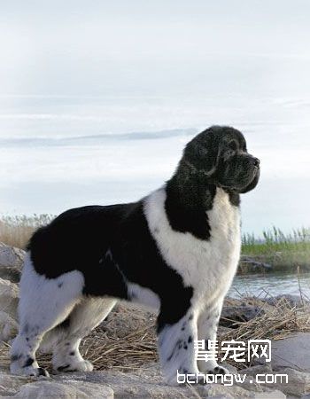 纽芬兰犬
