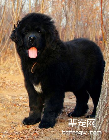 纽芬兰犬