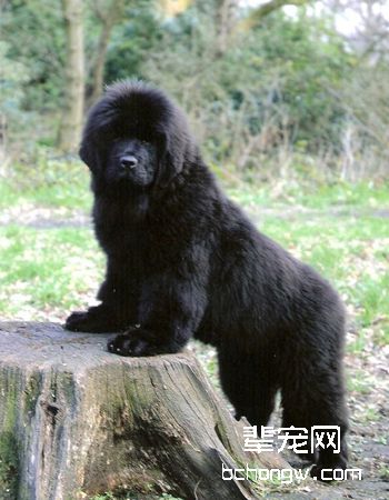 纽芬兰犬