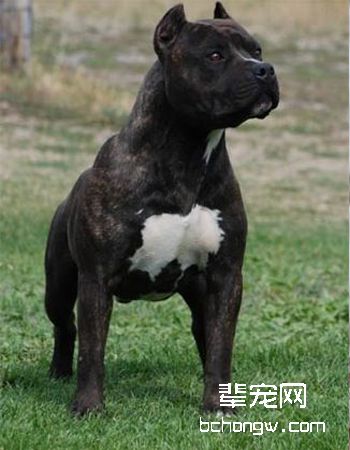 美国斯塔福梗