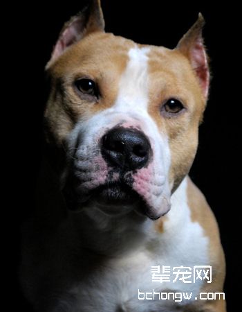 美国斯塔福梗