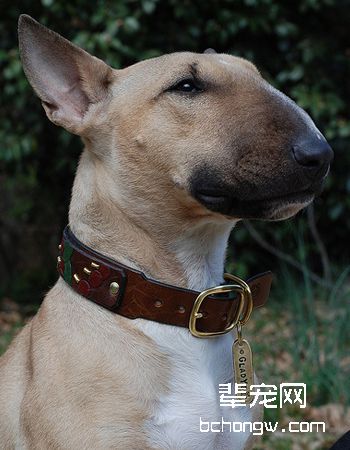 牛头梗