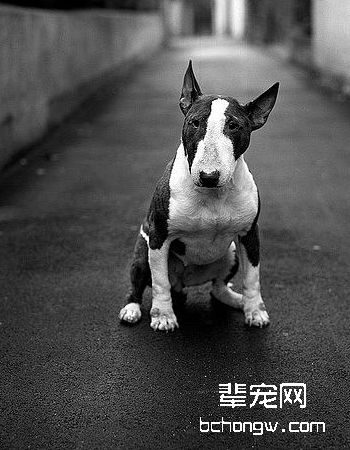 牛头梗