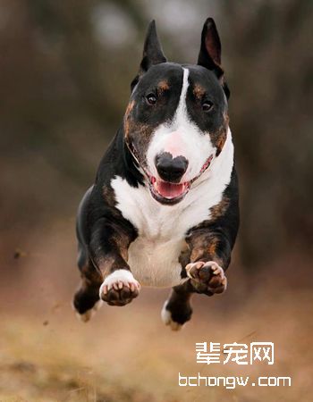 牛头梗