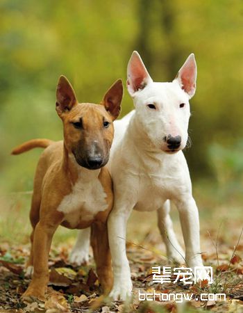 牛头梗