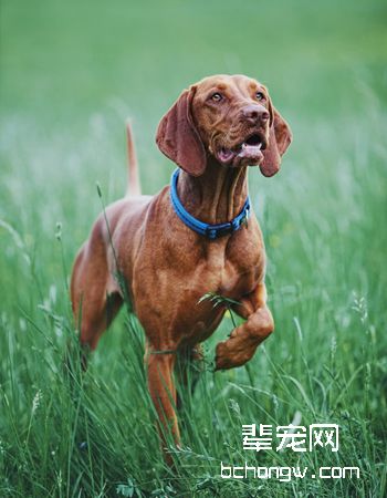 匈牙利维斯拉犬