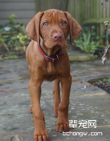 匈牙利维斯拉犬