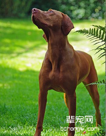 匈牙利维斯拉犬