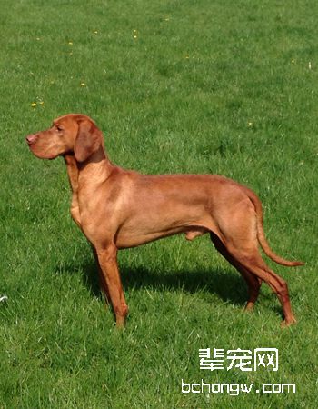 匈牙利维斯拉犬