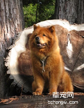 松狮犬